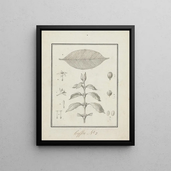 Coffee Arabica L. - Luigi Balugani — framed artwork on a wall
