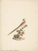 Colius striatus - Luigi Balugani — artwork view