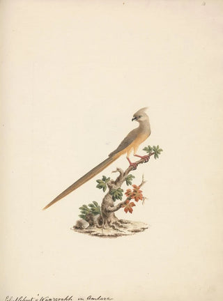 Luigi Balugani - Colius striatus.webp