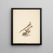 Colius striatus - Luigi Balugani — framed artwork on a wall