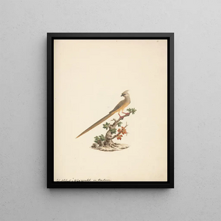 Luigi Balugani - Colius striatus.webp