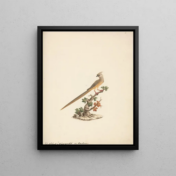 Colius striatus - Luigi Balugani — framed artwork on a wall