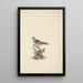 Columba guinea - Luigi Balugani — framed artwork on a wall