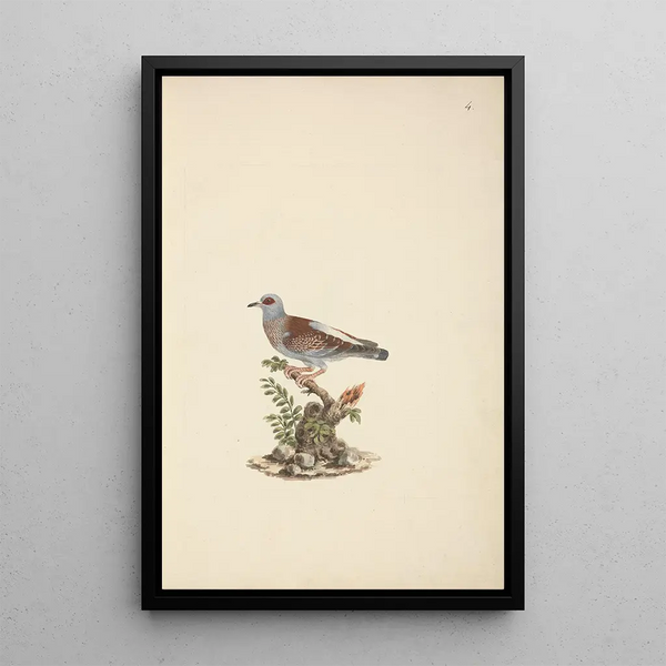 Columba guinea - Luigi Balugani — framed artwork on a wall