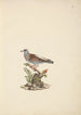 Columba guinea - Luigi Balugani — artwork view