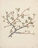 Commiphora gileadensis L. C. Chr. - Luigi Balugani — artwork view