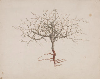 Baume de Galaad - Luigi Balugani — artwork view