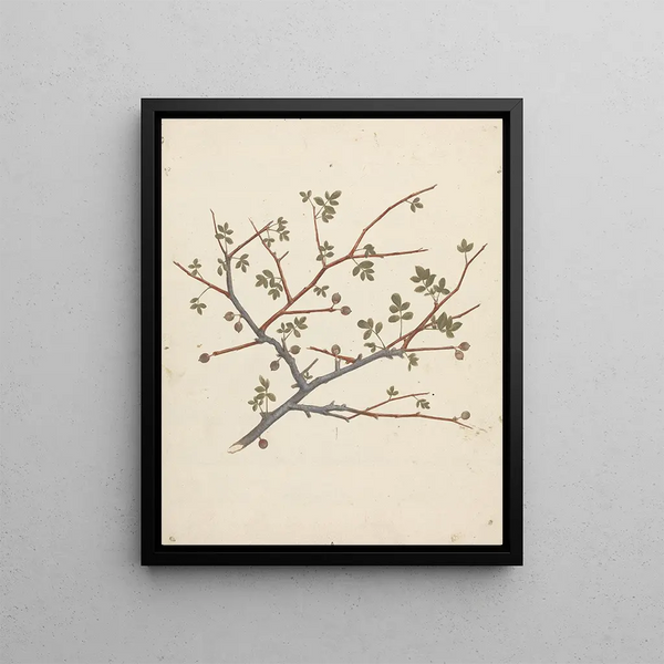 Commiphora gileadensis L. C. Chr. - Luigi Balugani — framed artwork on a wall