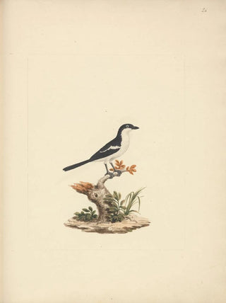 Luigi Balugani - Common Fiscal.webp