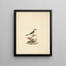 Fiscal commun - Luigi Balugani — framed artwork on a wall