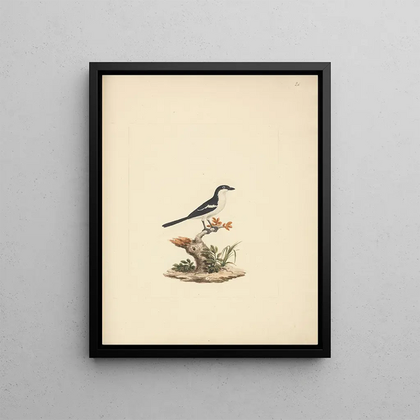 Fiscal commun - Luigi Balugani — framed artwork on a wall