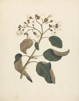 Luigi Balugani - Cordia abyssinica.webp