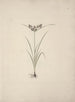 Cypress esculentus L. painting - Luigi Balugani — artwork view