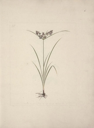 Luigi Balugani - Cyperus esculentus L.webp