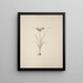 Cypress esculentus L. painting - Luigi Balugani — framed artwork on a wall