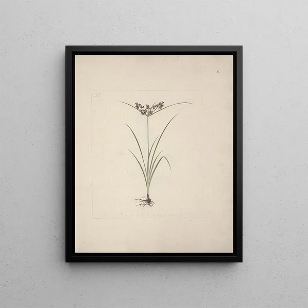 Cypress esculentus L. painting - Luigi Balugani — framed artwork on a wall