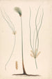 Cyperus papyrus L - Luigi Balugani — artwork view