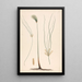 Cyperus papyrus L - Luigi Balugani — framed artwork on a wall