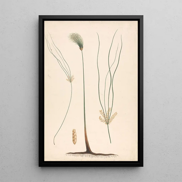 Cyperus papyrus L - Luigi Balugani — framed artwork on a wall