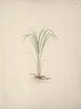 Species of Cyperus 1 - Luigi Balugani — artwork view