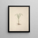 Species of Cyperus 1 - Luigi Balugani — framed artwork on a wall