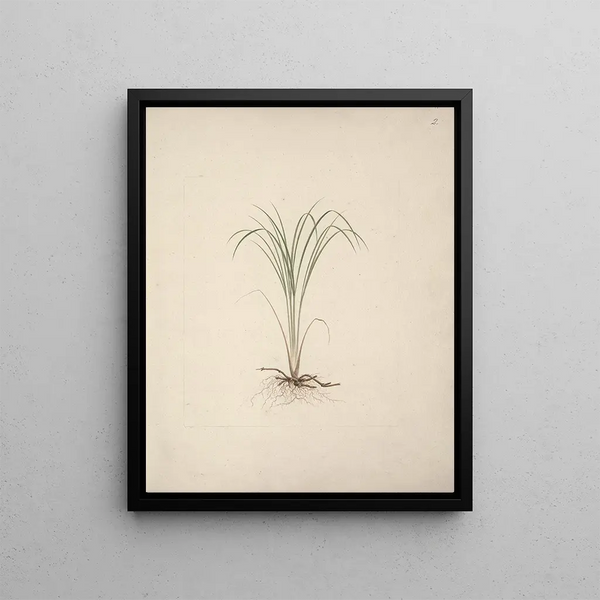 Species of Cyperus 1 - Luigi Balugani — framed artwork on a wall