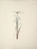 Cyperus espèce 2 - Luigi Balugani — artwork view