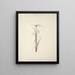 Cyperus espèce 2 - Luigi Balugani — framed artwork on a wall