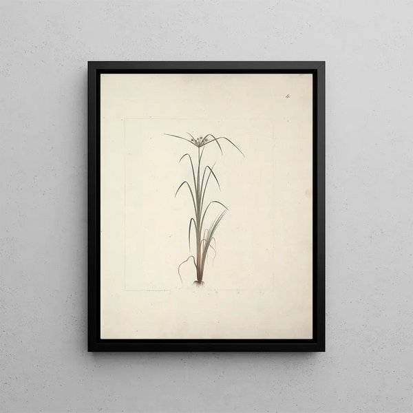 Cyperus espèce 2 - Luigi Balugani — framed artwork on a wall