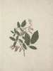 Desmodium - Luigi Balugani — artwork view