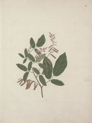 Luigi Balugani - Desmodium.webp