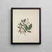 Desmodium - Luigi Balugani — framed artwork on a wall