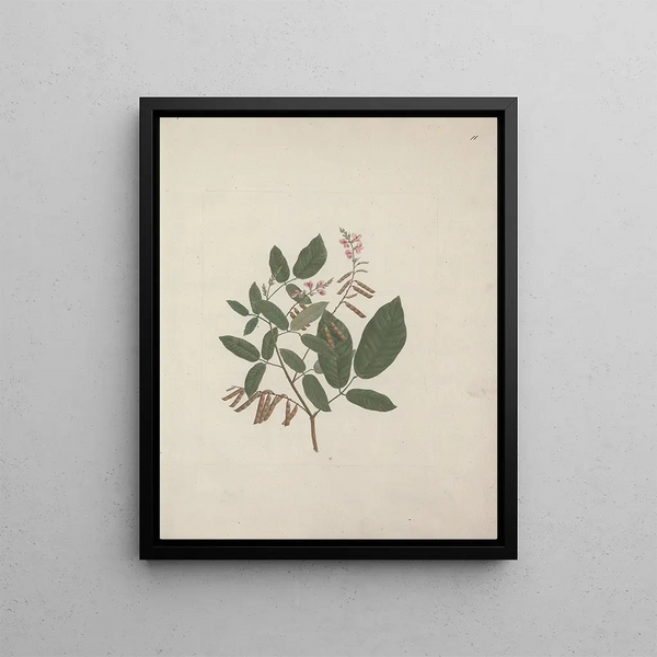 Desmodium - Luigi Balugani — framed artwork on a wall