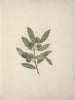 Diospyros mespiliformis A. DC. - Luigi Balugani — artwork view