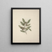 Diospyros mespiliformis A. DC. - Luigi Balugani — framed artwork on a wall