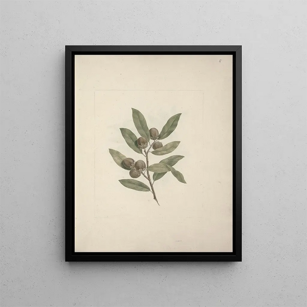 Diospyros mespiliformis A. DC. - Luigi Balugani — framed artwork on a wall
