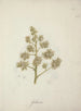 Dracaena steudneri Engl - Luigi Balugani — artwork view