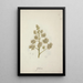 Dracaena steudneri Engl - Luigi Balugani — framed artwork on a wall