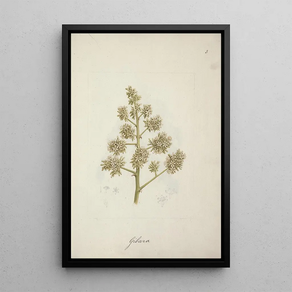 Dracaena steudneri Engl - Luigi Balugani — framed artwork on a wall