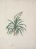 Dracaena steudneri Engl Dragon Tree 2 - Luigi Balugani — artwork view