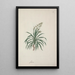 Dracaena steudneri Engl Dragon Tree 2 - Luigi Balugani — framed artwork on a wall