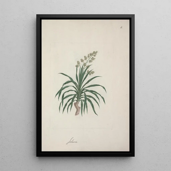 Dracaena steudneri Engl Dragon Tree 2 - Luigi Balugani — framed artwork on a wall
