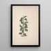 Dregea abyssinica Hochst K - Luigi Balugani — framed artwork on a wall
