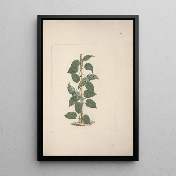 Dregea abyssinica Hochst K - Luigi Balugani — framed artwork on a wall