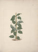 Dregea abyssinica Hochst K - Luigi Balugani — artwork view
