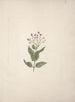 Ehretia cymosa Thönning - Luigi Balugani — artwork view