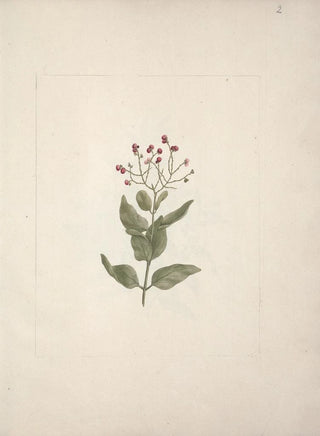 Luigi Balugani - Ehretia cymosa Thonning.webp
