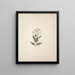 Ehretia cymosa Thönning - Luigi Balugani — framed artwork on a wall