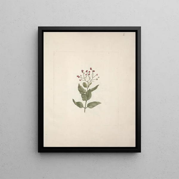 Ehretia cymosa Thönning - Luigi Balugani — framed artwork on a wall