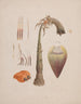 Ensete ventricosum Pale Cheesman Wild African Banana - Luigi Balugani — artwork view